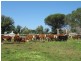 Cann River VIC 3890