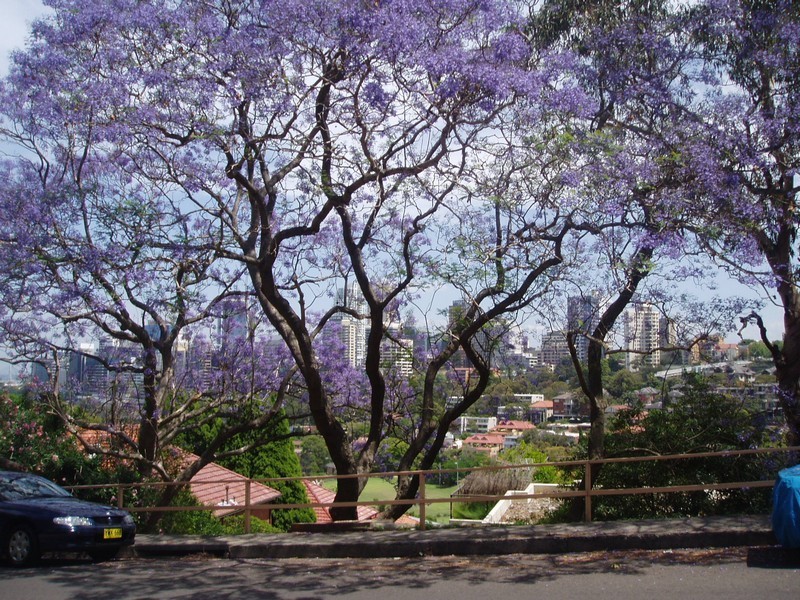 1/34 Premier St, Neutral Bay NSW 2089