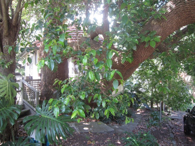 5A Spruson St, Neutral Bay NSW 2089