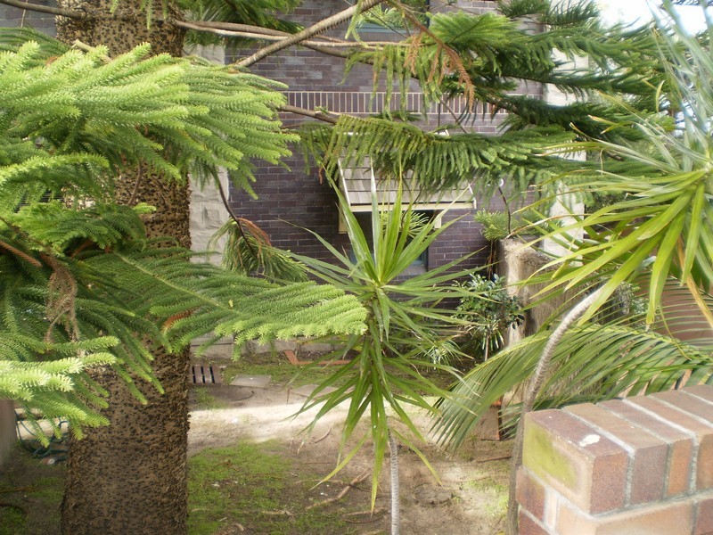 1/35 Shell Cove Rd, Neutral Bay NSW 2089