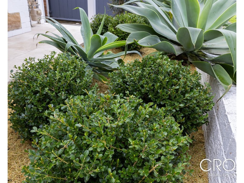 74 Wetherill Street, Leichhardt NSW 2040