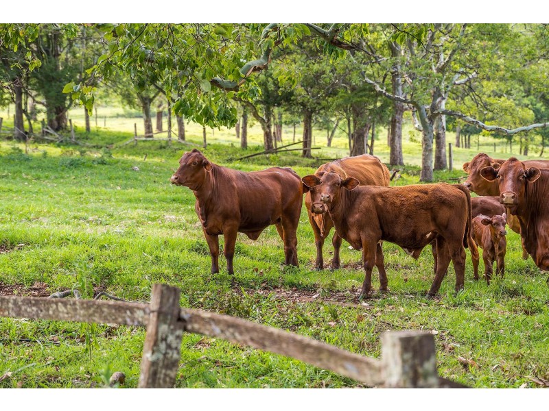 219 Old Byron Bay Road, Newrybar NSW 2479