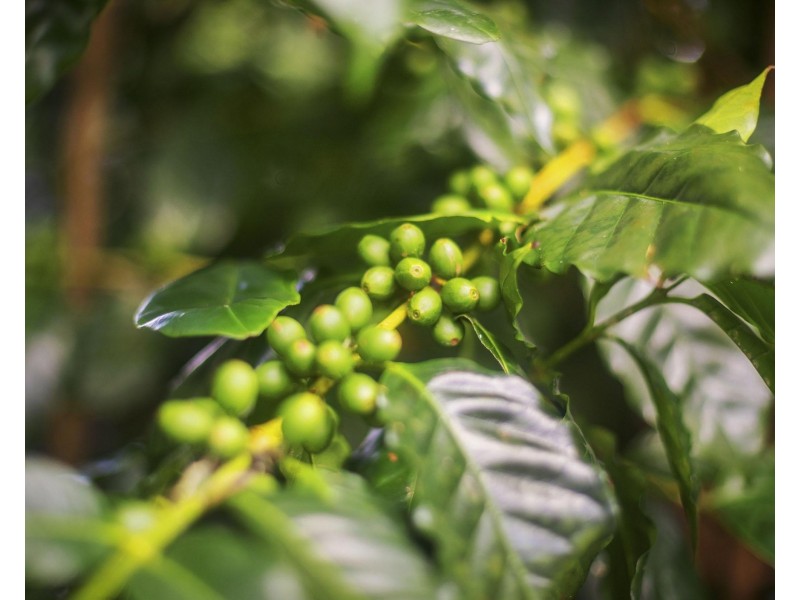 Farrants Hill NSW 2484