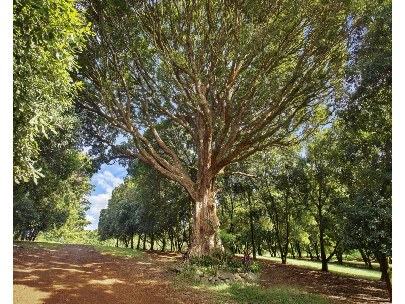 10 Kirklands Lane, Teven NSW 2478