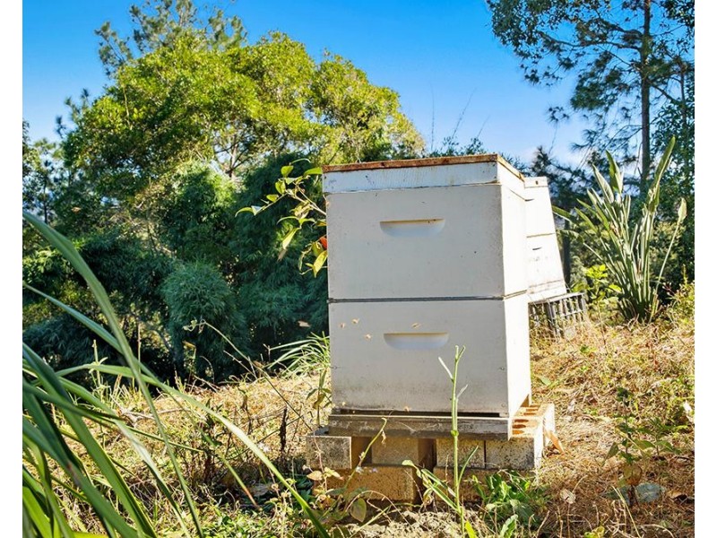 344 Nobbys Creek Road, Nobbys Creek NSW 2484