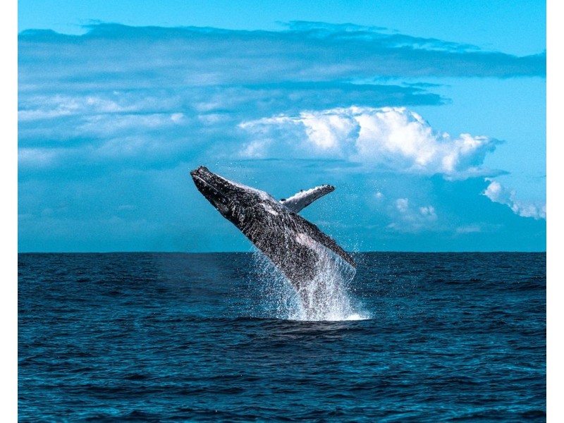 1E/62-64 Lawson, Byron Bay NSW 2481