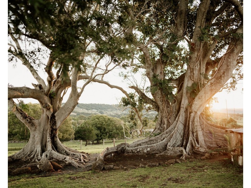 81 Myocum Road, Ewingsdale NSW 2481