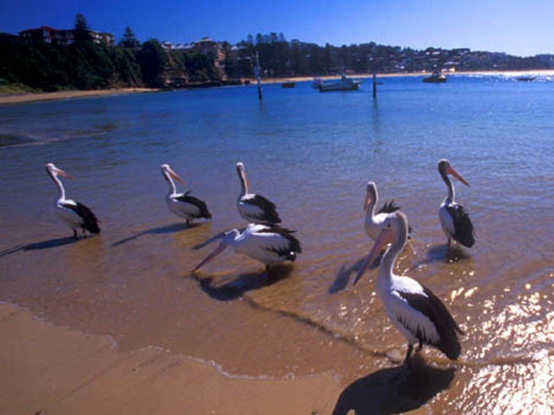 North Avoca NSW 2260