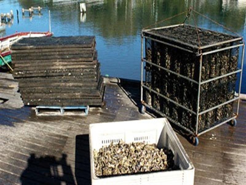 Oyster Farm For Sale Nsw Did not find what you're looking for?